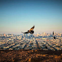 The Full Story (multi)